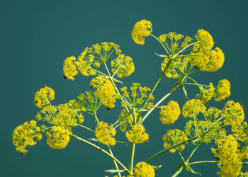 فوائد الحلتيت