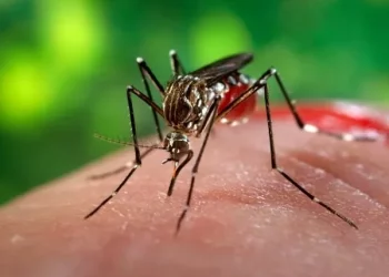 معلومات عن البعوض