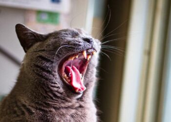 عدد أسنان القط