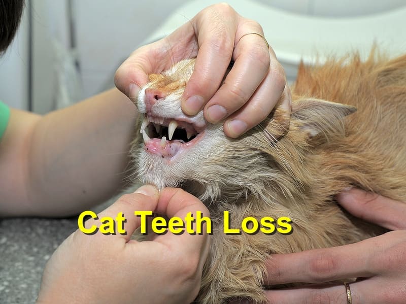 عدد أسنان القط