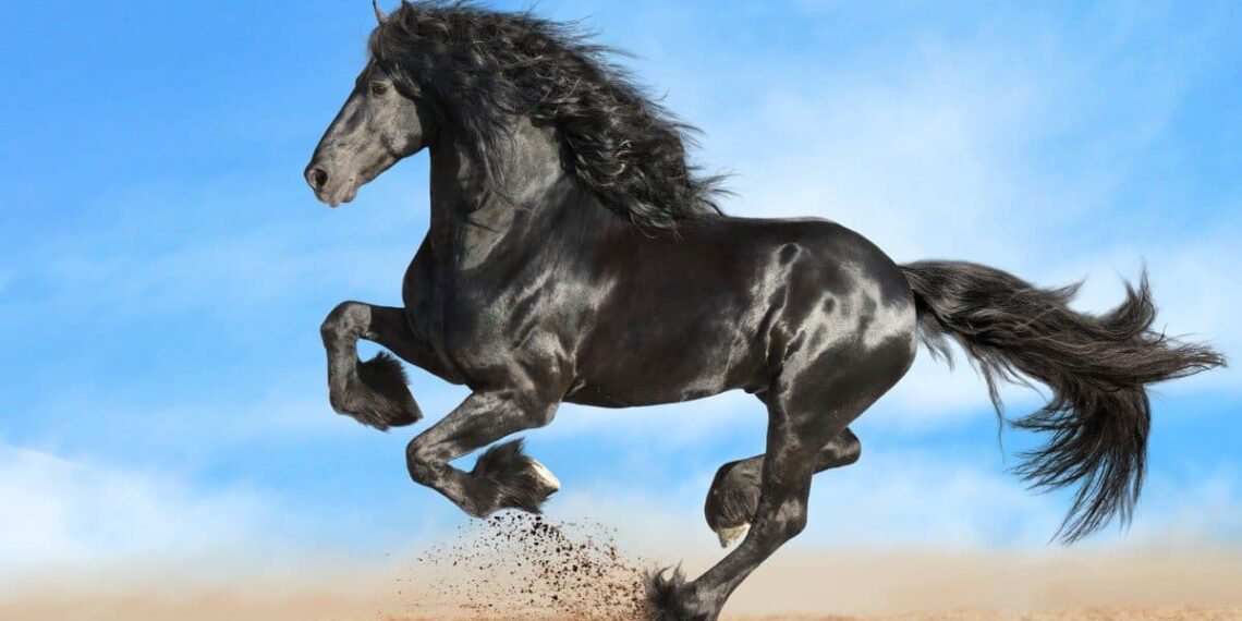 أغلى خيل في العالم