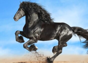 أغلى خيل في العالم 