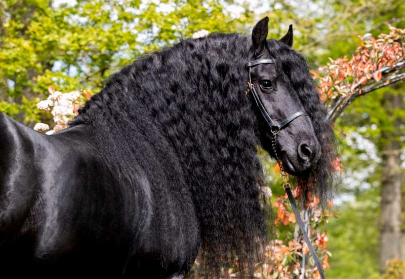 Friesian horse