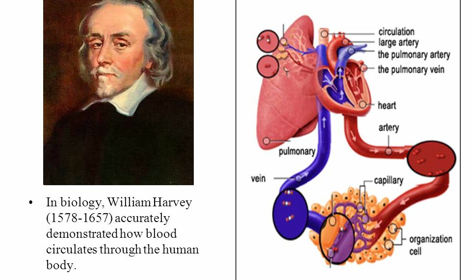 مكتشف الدورة الدموية