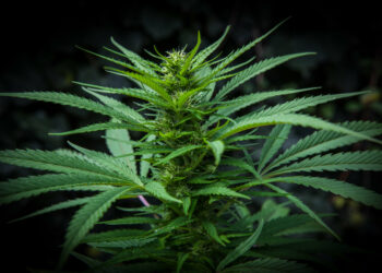 إطلاق المرحلة الأولى لتقديم طلبات تراخيص الماريجوانا الترفيهية في ديترويت