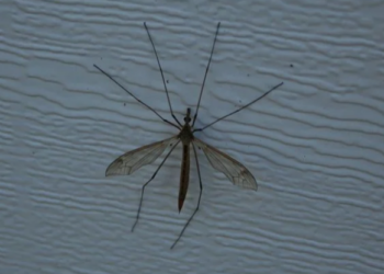 اختبار البعوض في مقاطعة ماكومب إيجابي لفيروس غرب النيل