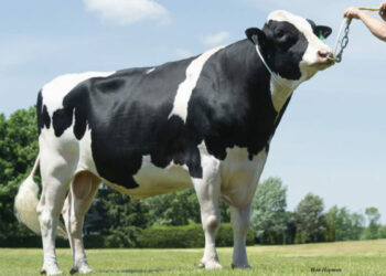 تربية الأبقار