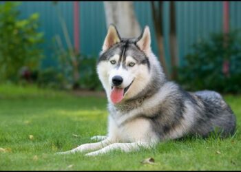 تربية الكلاب