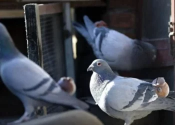 تربية الحمام