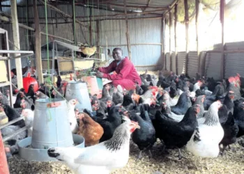 تربية الدواجن