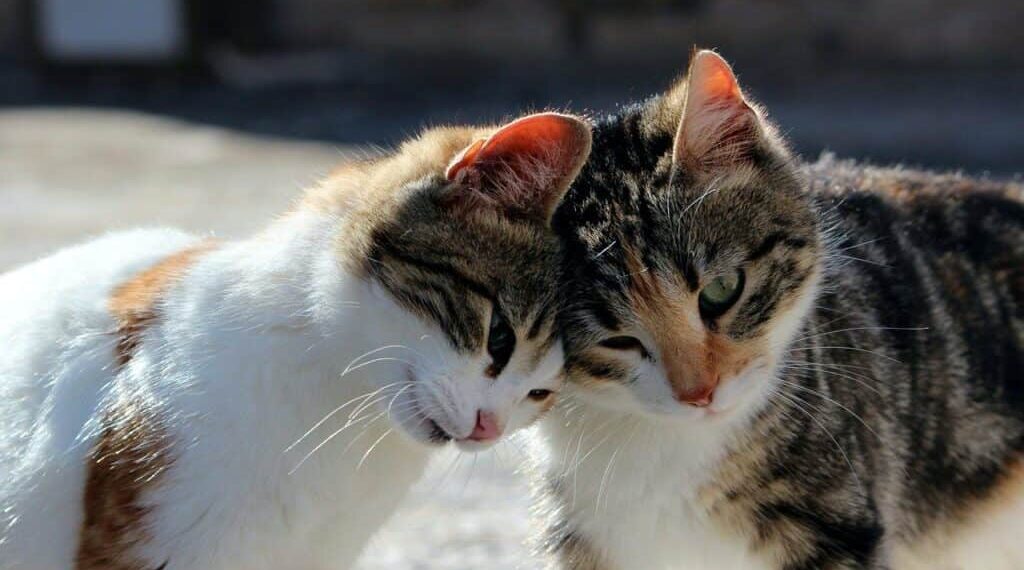 تربية القطط