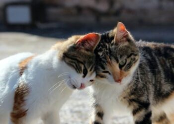 تربية القطط