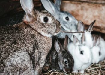 تربية الأرانب : كل شيء عن طريقة تربيتهم من الألف إلى الياء