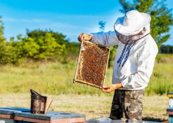 تربية النحل