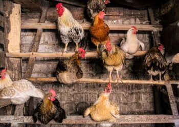 تربية الدجاج